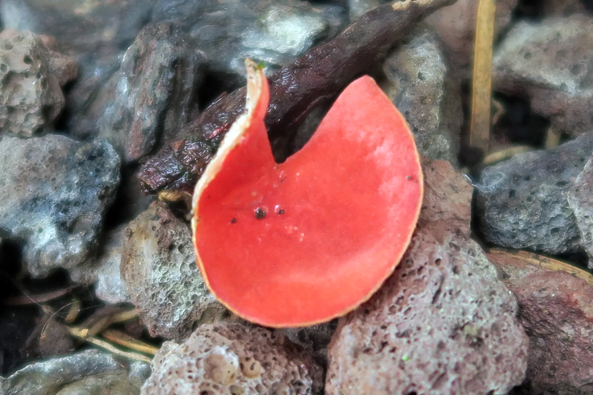 Sarcoscypha austriaca - 1 -